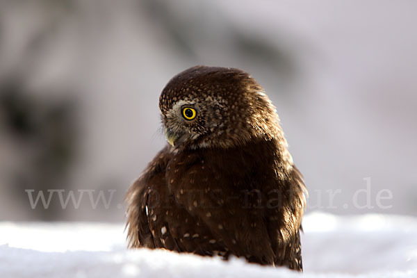 Sperlingskauz (Glaucidium passerinum)