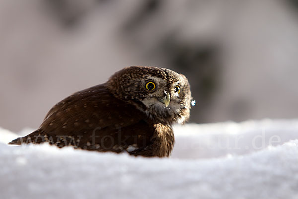 Sperlingskauz (Glaucidium passerinum)