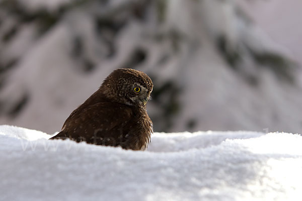 Sperlingskauz (Glaucidium passerinum)