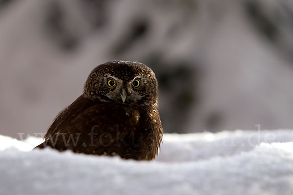 Sperlingskauz (Glaucidium passerinum)