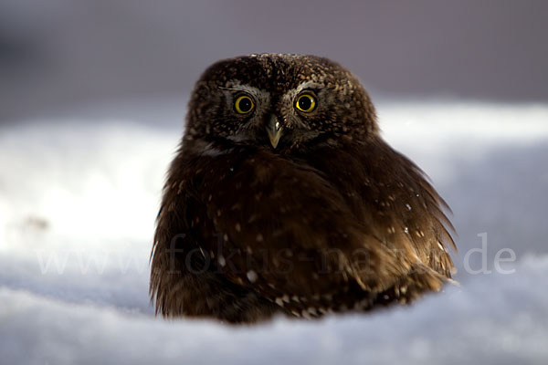 Sperlingskauz (Glaucidium passerinum)