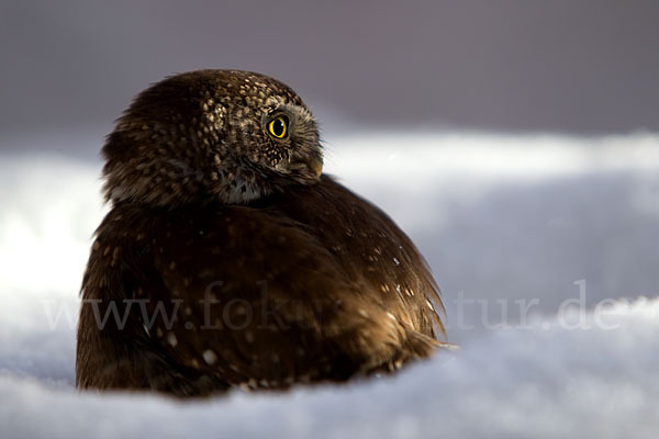 Sperlingskauz (Glaucidium passerinum)