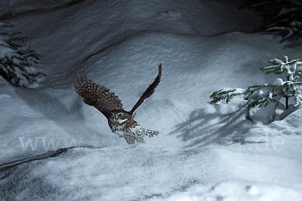 Sperlingskauz (Glaucidium passerinum)