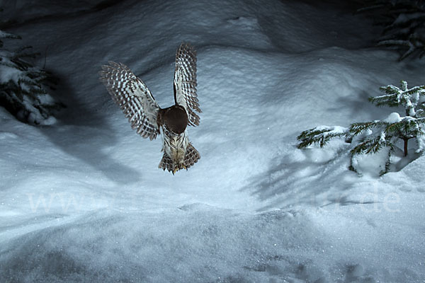 Sperlingskauz (Glaucidium passerinum)