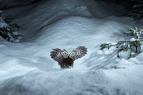 Sperlingskauz (Glaucidium passerinum)