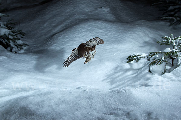 Sperlingskauz (Glaucidium passerinum)