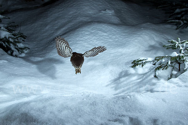 Sperlingskauz (Glaucidium passerinum)