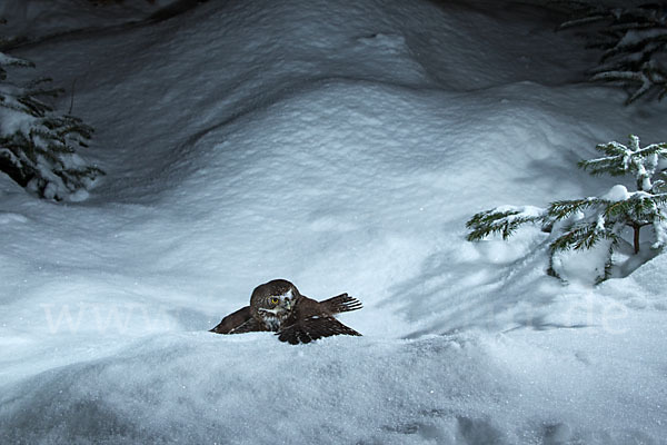 Sperlingskauz (Glaucidium passerinum)