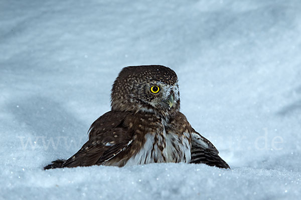 Sperlingskauz (Glaucidium passerinum)