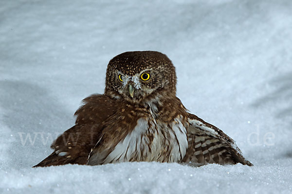 Sperlingskauz (Glaucidium passerinum)