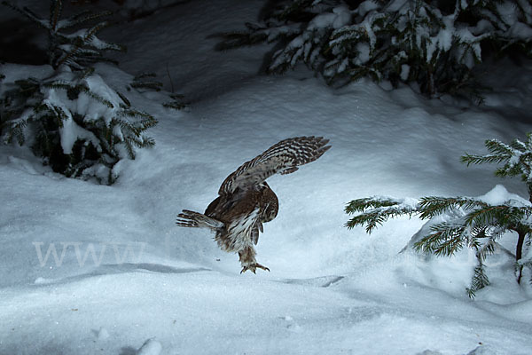 Sperlingskauz (Glaucidium passerinum)