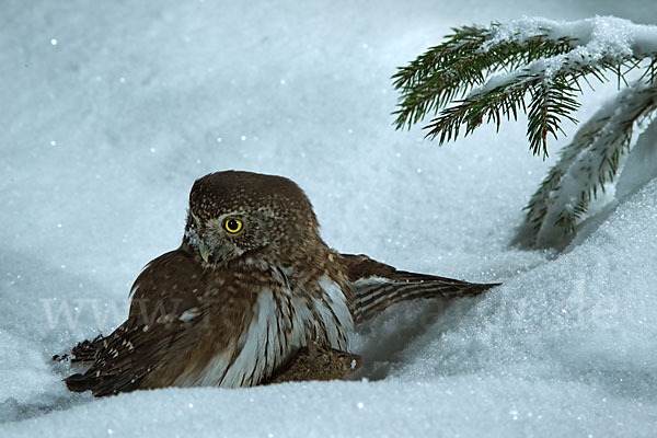 Sperlingskauz (Glaucidium passerinum)