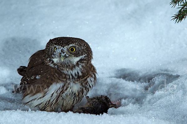 Sperlingskauz (Glaucidium passerinum)