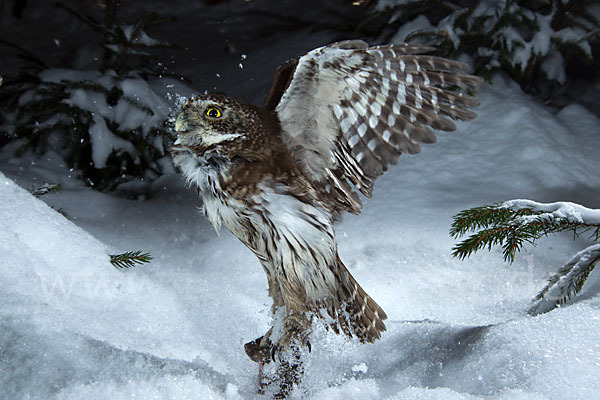 Sperlingskauz (Glaucidium passerinum)