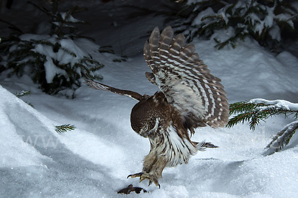 Sperlingskauz (Glaucidium passerinum)