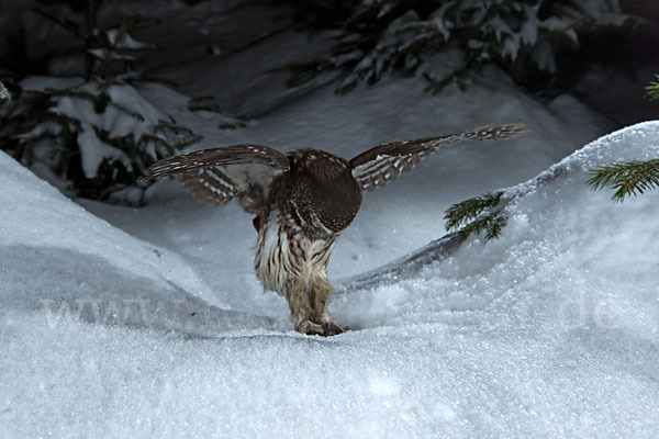 Sperlingskauz (Glaucidium passerinum)