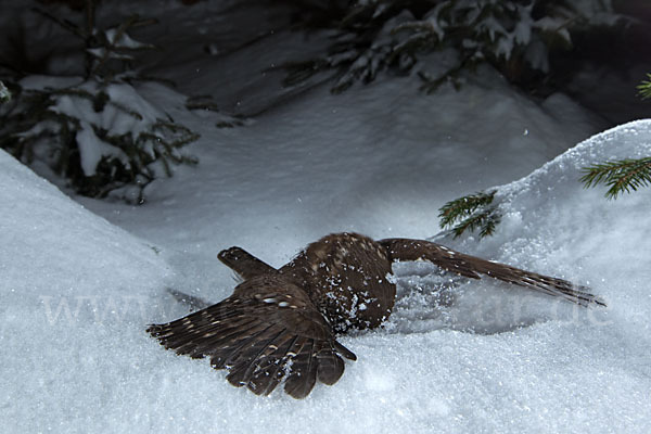 Sperlingskauz (Glaucidium passerinum)