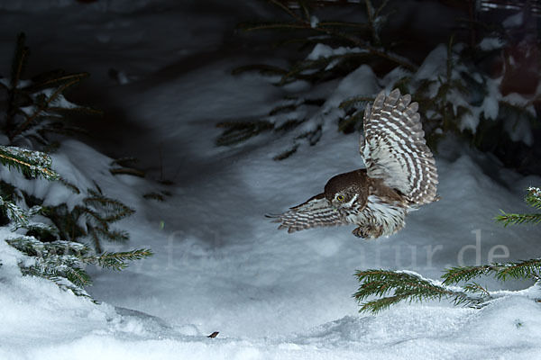 Sperlingskauz (Glaucidium passerinum)