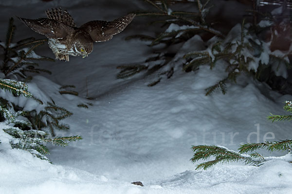 Sperlingskauz (Glaucidium passerinum)