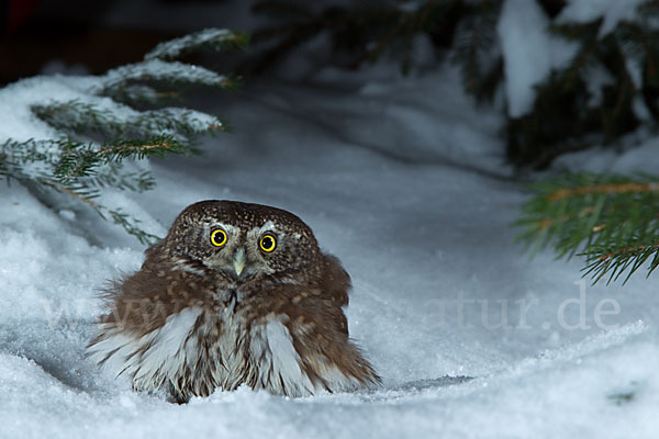 Sperlingskauz (Glaucidium passerinum)