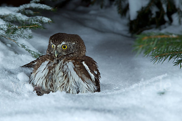 Sperlingskauz (Glaucidium passerinum)