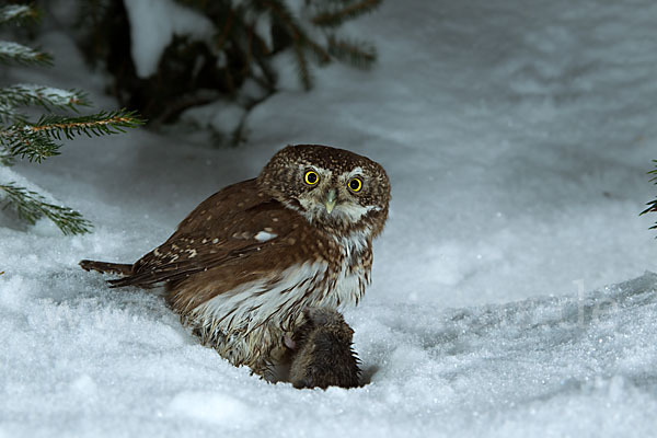 Sperlingskauz (Glaucidium passerinum)