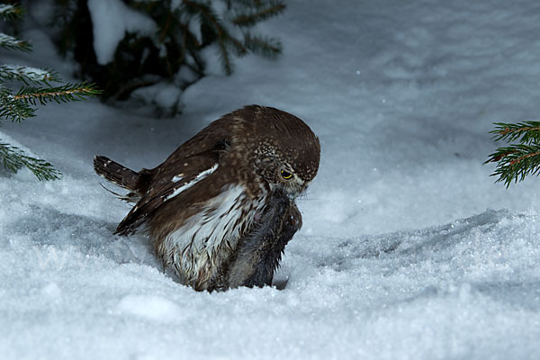 Sperlingskauz (Glaucidium passerinum)