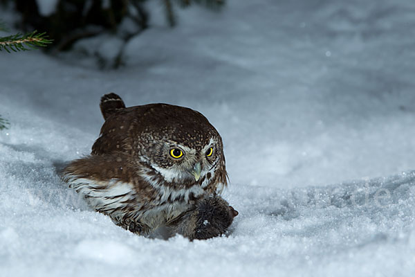 Sperlingskauz (Glaucidium passerinum)