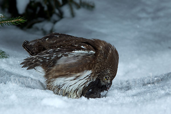 Sperlingskauz (Glaucidium passerinum)