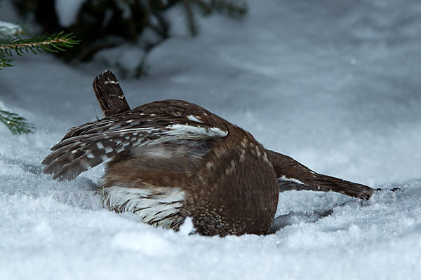 Sperlingskauz (Glaucidium passerinum)