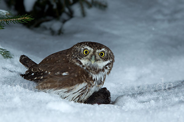 Sperlingskauz (Glaucidium passerinum)