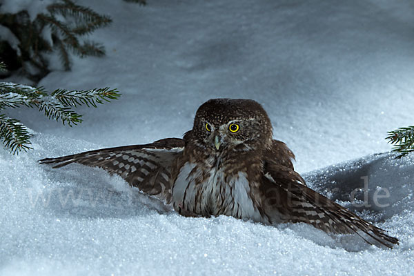 Sperlingskauz (Glaucidium passerinum)