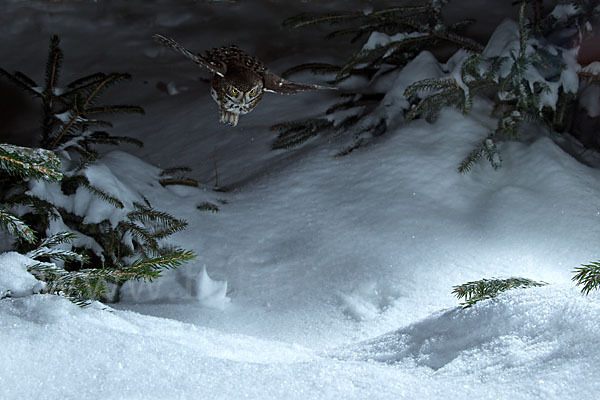 Sperlingskauz (Glaucidium passerinum)