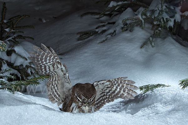 Sperlingskauz (Glaucidium passerinum)