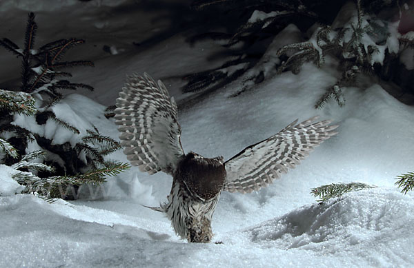 Sperlingskauz (Glaucidium passerinum)