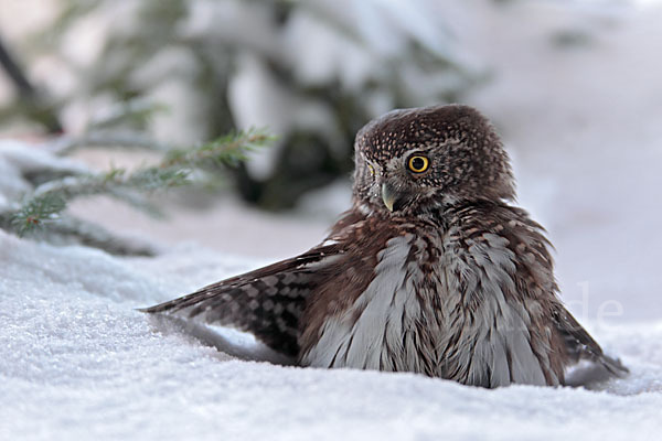 Sperlingskauz (Glaucidium passerinum)