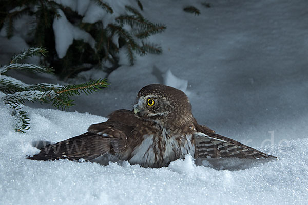 Sperlingskauz (Glaucidium passerinum)