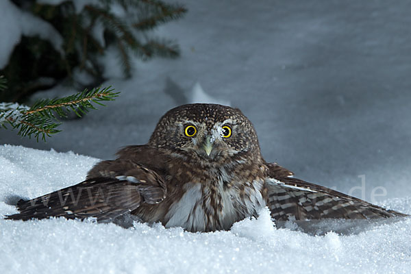 Sperlingskauz (Glaucidium passerinum)