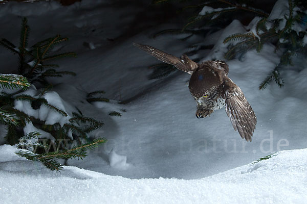 Sperlingskauz (Glaucidium passerinum)