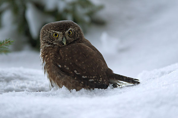 Sperlingskauz (Glaucidium passerinum)