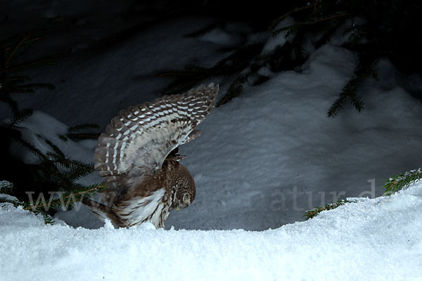 Sperlingskauz (Glaucidium passerinum)