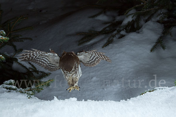 Sperlingskauz (Glaucidium passerinum)