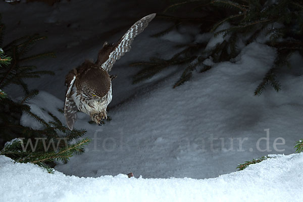 Sperlingskauz (Glaucidium passerinum)