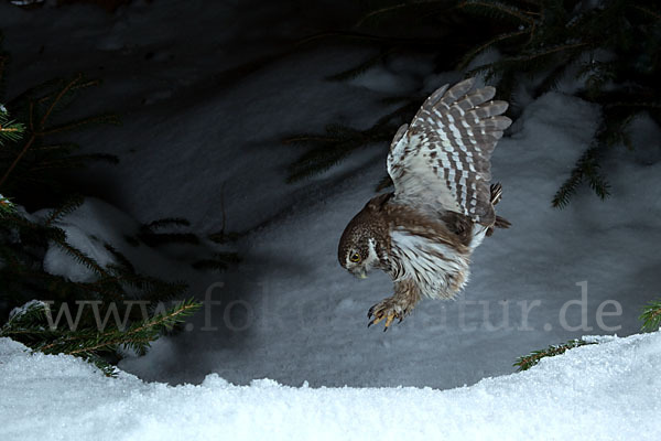 Sperlingskauz (Glaucidium passerinum)