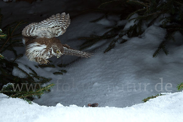 Sperlingskauz (Glaucidium passerinum)