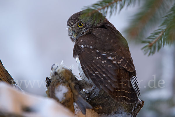 Sperlingskauz (Glaucidium passerinum)