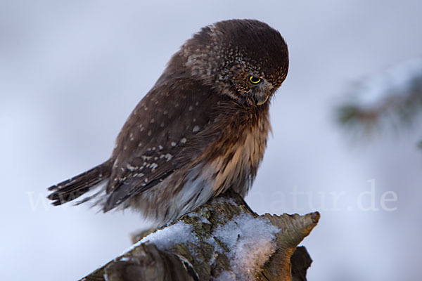 Sperlingskauz (Glaucidium passerinum)