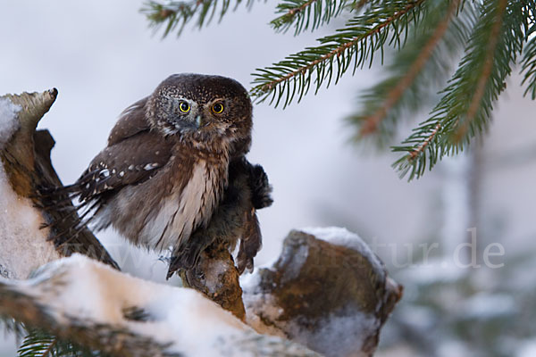 Sperlingskauz (Glaucidium passerinum)