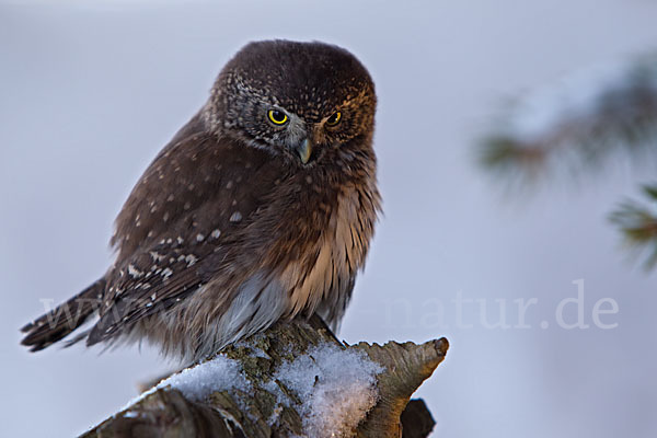 Sperlingskauz (Glaucidium passerinum)