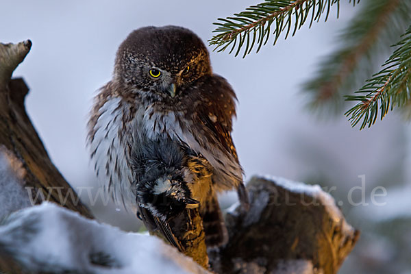 Sperlingskauz (Glaucidium passerinum)